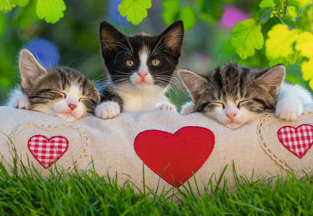 Puzzle: Sleepy Kittens - for just $12.49! 