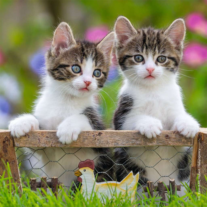 Puzzle: Cuddly Kittens - for just $12.49! 