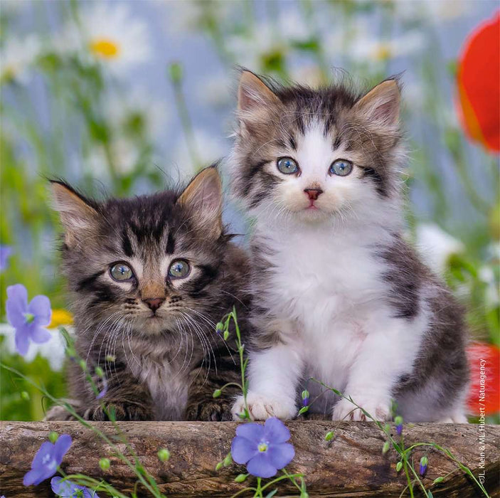 Puzzle: Cuddly Kittens - for just $12.49! 
