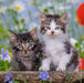 Puzzle: Cuddly Kittens - for just $12.49! 