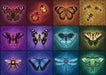 Puzzle: Winged Things - for just $24.99! 