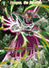 Paragus, the Sacrifice (Alternate Art) (P-105) [Special Anniversary Set 2021] - for just $0.15! 