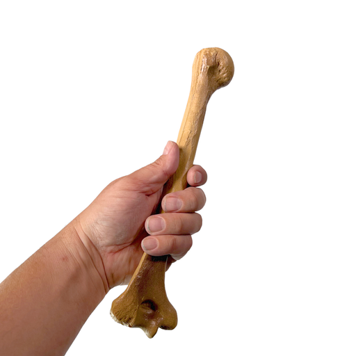 Realistic Lightweight Rigid Foam Humerus Prop - for just $40! 