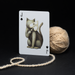 Cabinetarium Playing Cards - for just $24.99! 