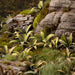 Gamers Grass Laser Plants: Deer Fern - for just $10.99! 