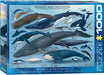 Puzzle: Animal Charts - Whales & Dolphins - for just $19.99! 