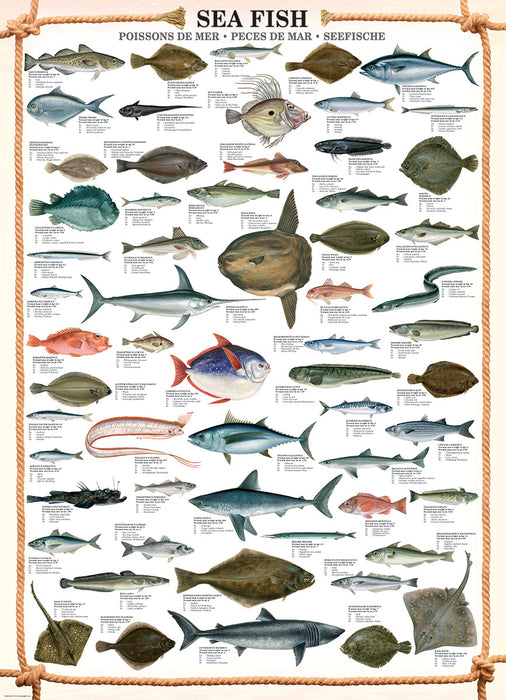 Puzzle: Animal Charts - Sea Fish - for just $19.99! 