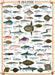 Puzzle: Animal Charts - Sea Fish - for just $19.99! 