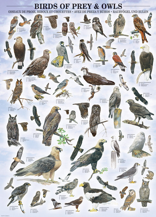 Puzzle: Animal Charts - Birds of Prey and Owls - for just $19.99! 