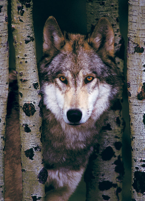 Puzzle: Animal Life Photography - Gray Wolf - for just $19.99! 