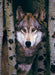 Puzzle: Animal Life Photography - Gray Wolf - for just $19.99! 
