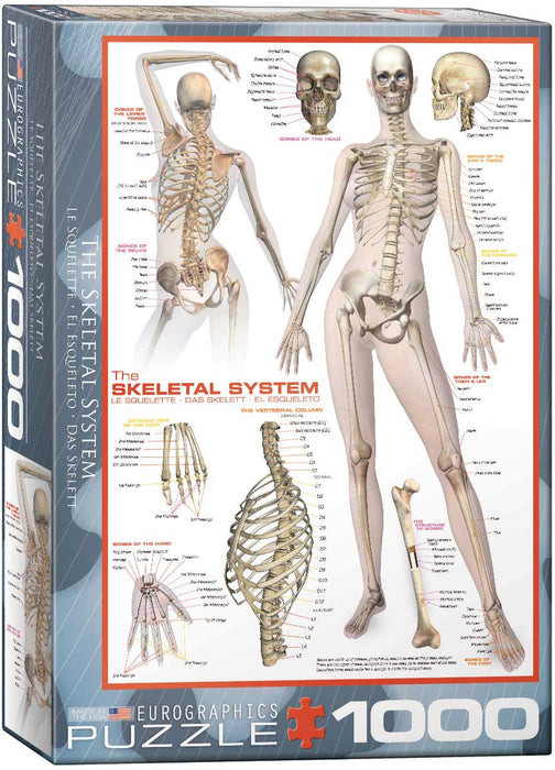 Puzzle: History & General Interest - Skeletal System (Human Body) - for just $19.99! 