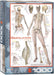 Puzzle: History & General Interest - Skeletal System (Human Body) - for just $19.99! 