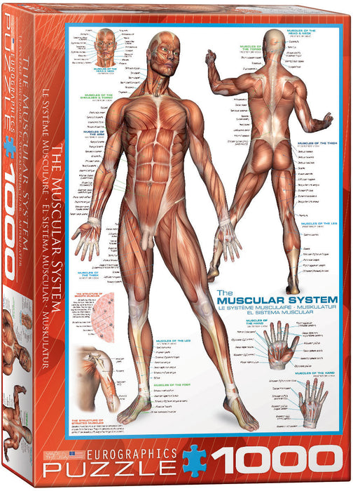 Puzzle: History & General Interest - The Muscular System - for just $19.99! 