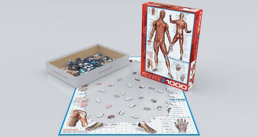 Puzzle: History & General Interest - The Muscular System - for just $19.99! 
