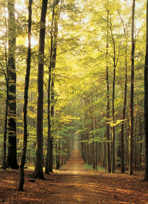 Puzzle: Scenic Photography - Forest Path - for just $19.99! 