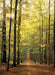 Puzzle: Scenic Photography - Forest Path - for just $19.99! 