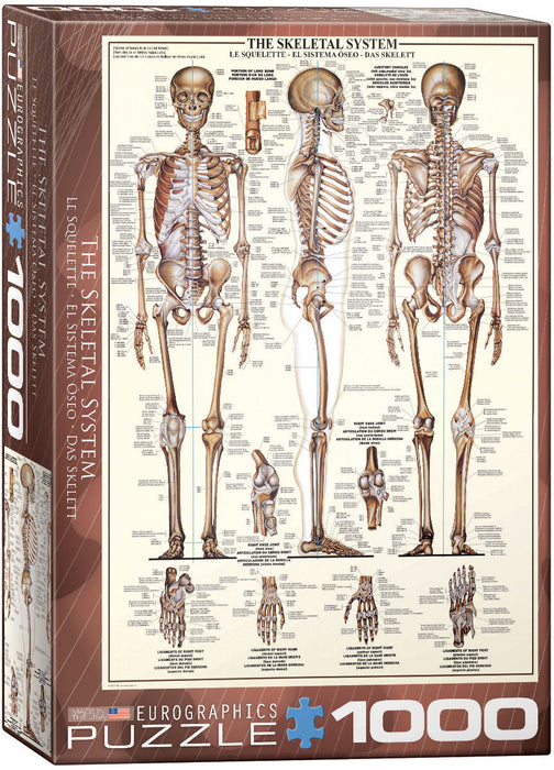 Puzzle: Anatomy & Science Charts  - The Skeletal System - for just $19.99! 