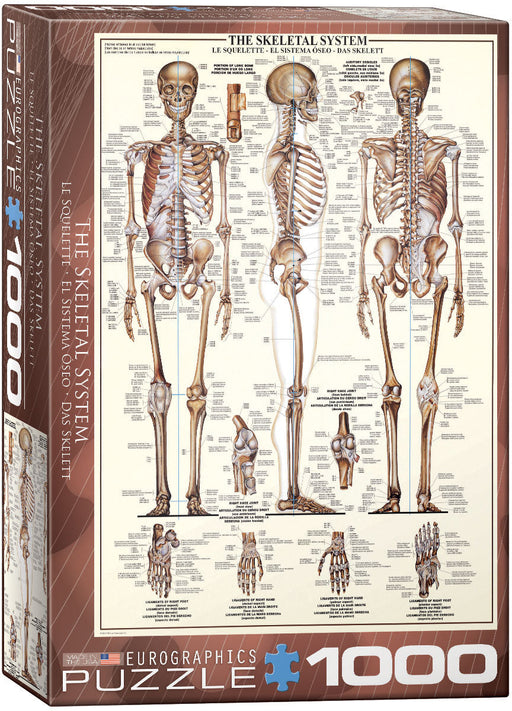 Puzzle: Anatomy & Science Charts  - The Skeletal System - for just $19.99! 