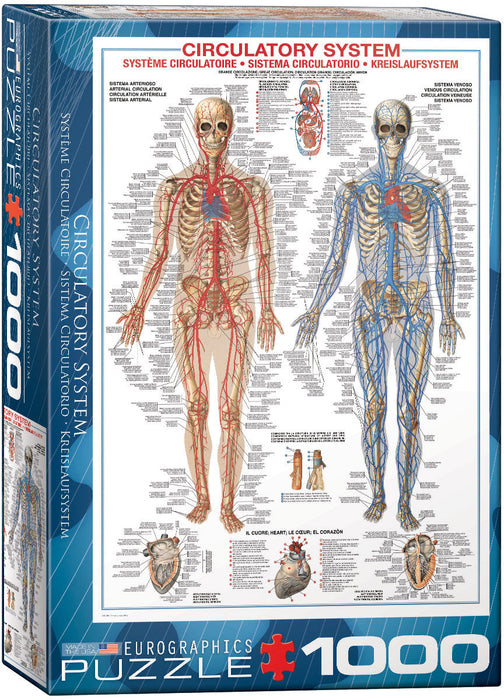 Puzzle: History & General Interest - Circulatory System - for just $19.99! 