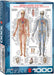 Puzzle: History & General Interest - Circulatory System - for just $19.99! 