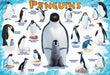 Puzzle: Educational Charts for Kids - Penguins - for just $10.99! 