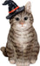 Gray Tabby Wizard - for just $28.99! 