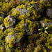 Gamers Grass Tufts: Moss 2mm- Wild - for just $5.95! 