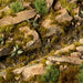 Gamers Grass Tufts: Dark Moss 2mm- Wild - for just $7.99! 