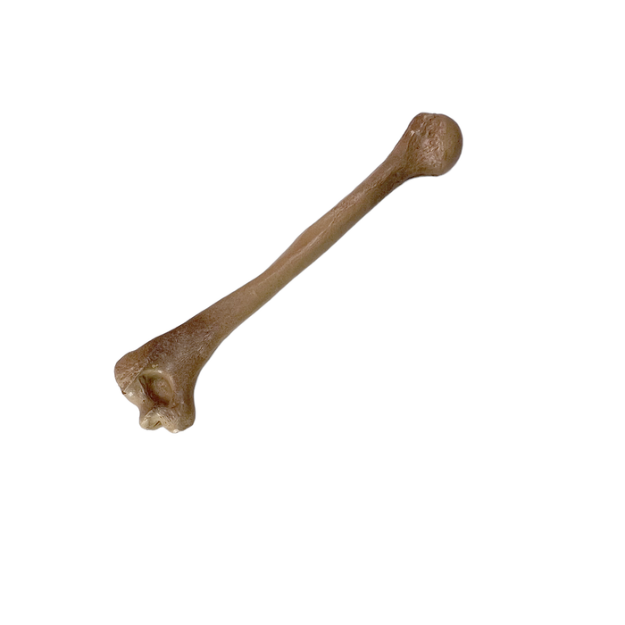 Realistic Lightweight Rigid Foam Humerus Prop - for just $40! 
