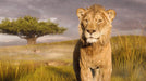 Mufasa: The Lion King - 4K UHD/BD Combo + Digital + Steelbook - for just $50.99! 
