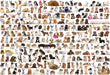Puzzle: The BIG Puzzle Collection - The World of Dogs - for just $34.99! 
