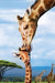 Puzzle: Save Our Planet Puzzles - Giraffes - for just $10.99! 