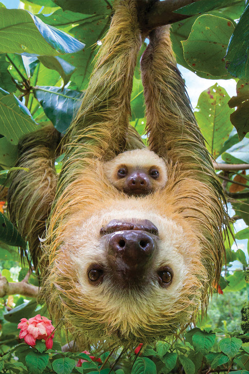 Puzzle: Save Our Planet Puzzles - Sloths - for just $11.99! 