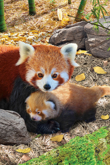 Puzzle: Save Our Planet Puzzles - Red Pandas - for just $11.99! 