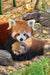 Puzzle: Save Our Planet Puzzles - Red Pandas - for just $11.99! 
