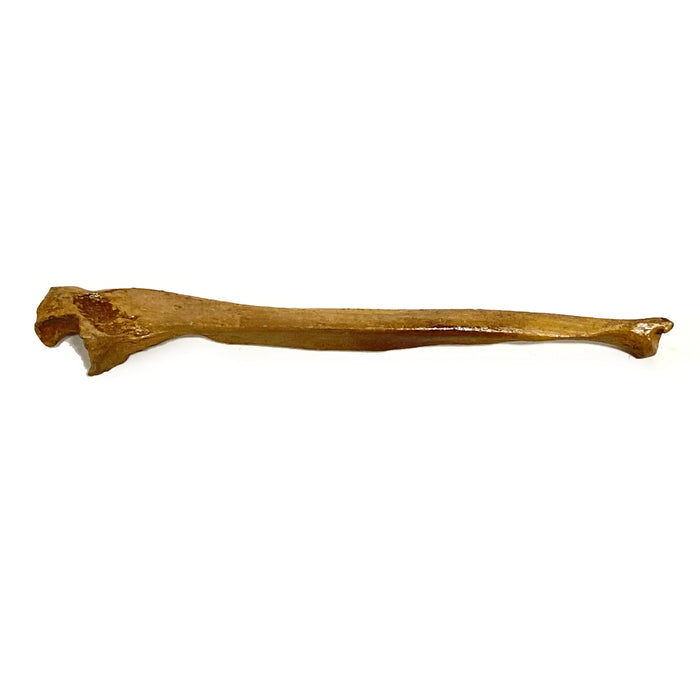 Realistic Ulna Bone Lightweight Rigid Foam - Clean - for just $30! 