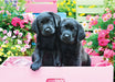 Puzzle: Variety 500 Pieces - Black Labs in Pink Box - for just $16.99! 