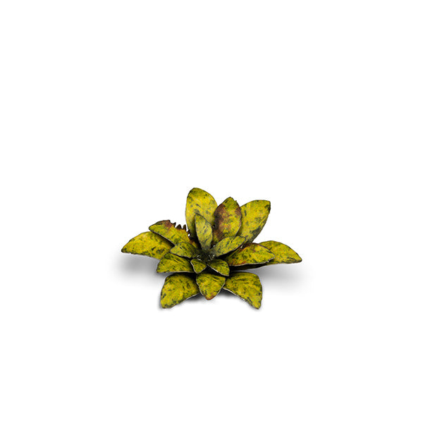 Gamers Grass Laser Plants: Dumb Cane - for just $7.55! 