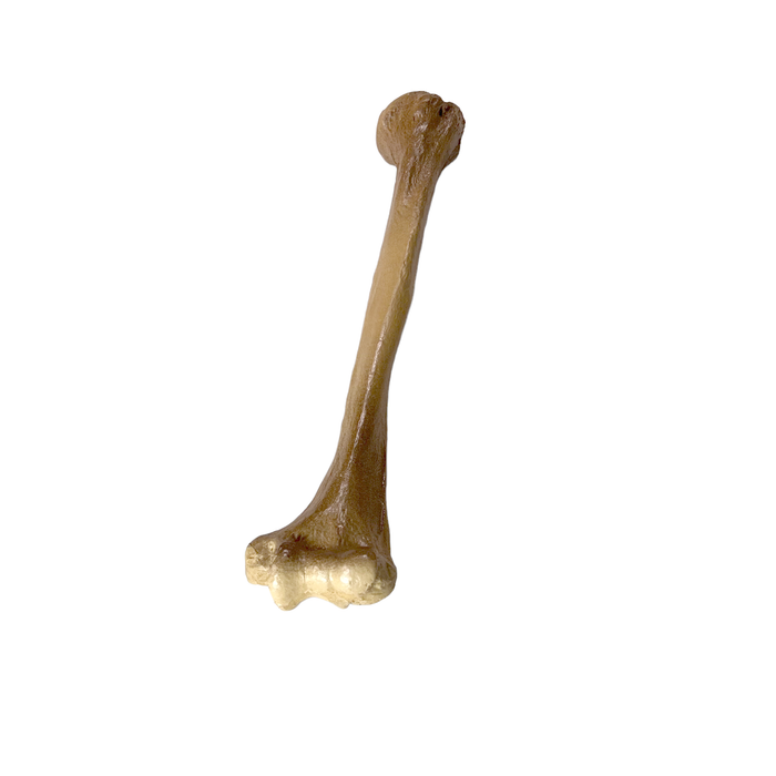 Realistic Lightweight Rigid Foam Humerus Prop - for just $40! 