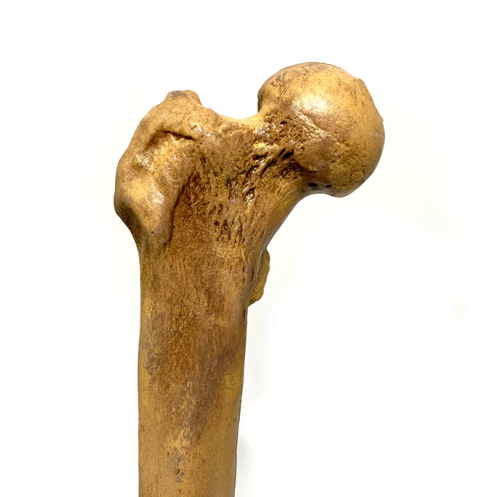 Femur Bone Special Effects Prop Clean - for just $50! 