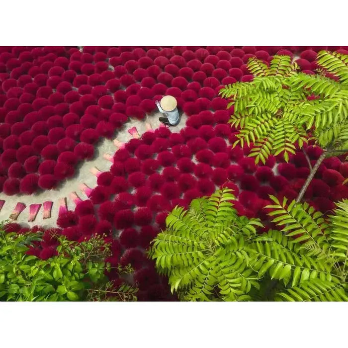 A Sea of Red 500 Piece Jigsaw Puzzle Ravensburger - for just $19.99! 