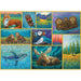 Alaskan Animals 500 Piece Jigsaw Puzzle Cobble Hill - for just $17.99! 