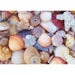 All the Shells 1000 Piece Jigsaw Puzzle Peter Pauper - for just $19.99! 