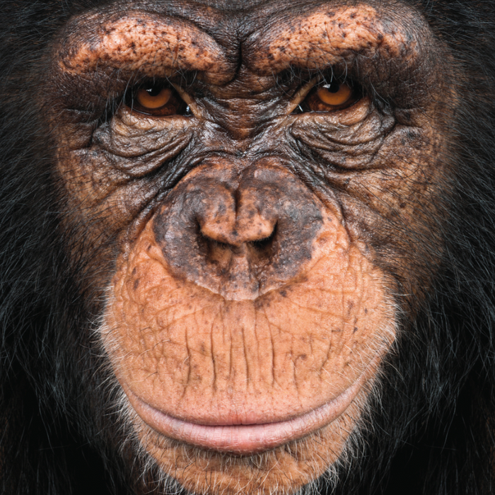 Ape 66 Piece Pocket Jigsaw Puzzle Curiosi - for just $6.99! 