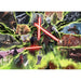 Asajj Ventress "Star Wars Villainous" 1000 Piece Jigsaw Puzzle Ravensburger - for just $29.99! 