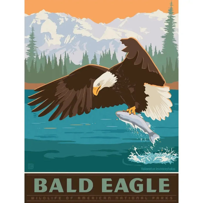 Bald Eagle 300 Piece Jigsaw Puzzle MasterPieces - for just $14.99! 
