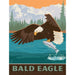 Bald Eagle 300 Piece Jigsaw Puzzle MasterPieces - for just $14.99! 