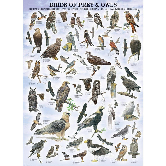 Birds of Prey & Owls 1000 Piece Jigsaw Puzzle Eurographics - for just $19.99! 