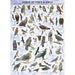 Birds of Prey & Owls 1000 Piece Jigsaw Puzzle Eurographics - for just $19.99! 